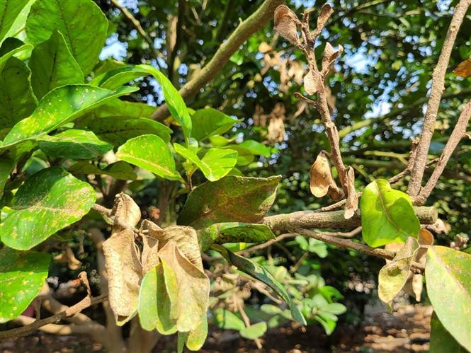 Rệp tấn công khiến vùng bưởi lớn nhất Bà Rịa-Vũng Tàu thiệt hại nặng ảnh 1