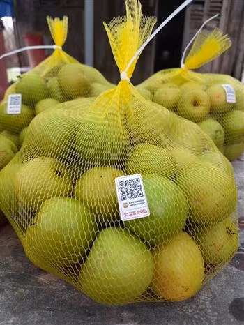 Nông dân Bạc Liêu chuyển đổi sản xuất gắn với ứng dụng công nghệ cao ảnh 5