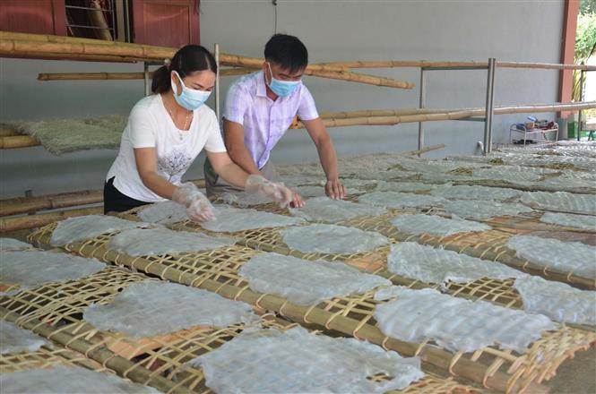 Công đoạn phơi miến dong Hương Ngọc. Ảnh: Nguyễn Nam-TTXVN Sắc thái riêng miến dong Hương Ngọc ảnh 4