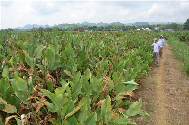 Vùng nguyên liệu làm miến dong Hương Ngọc. Ảnh: Nguyễn Nam-TTXVN Sắc thái riêng miến dong Hương Ngọc ảnh 1