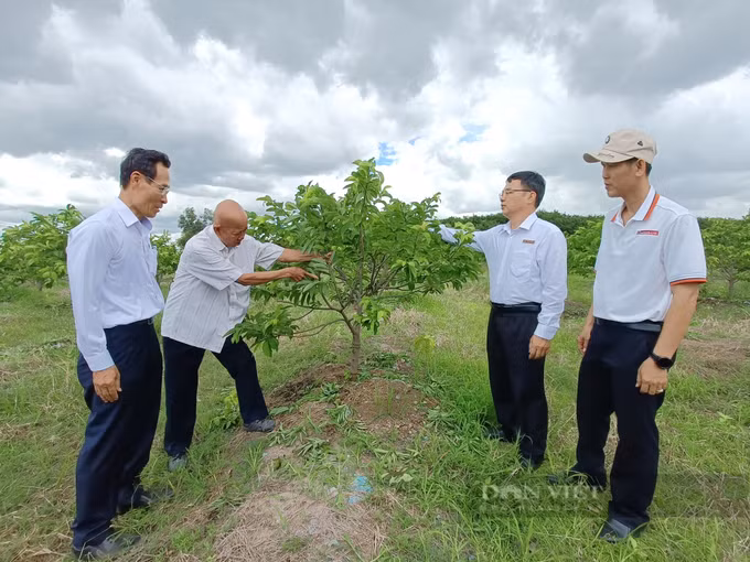 Lão nông Võ Văn Ten trồng rừng bên hồ Dầu Tiếng ảnh 1