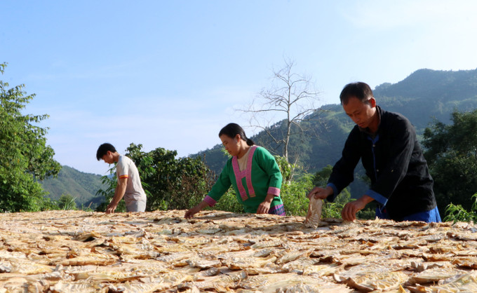 Gia đình anh Và Nhè Chứ, ở bản Pà Khà, xã Tà Tổng, huyện Mường Tè tổ chức sản xuất phát triển kinh tế cho thu nhập hơn 100 triệu/năm. Ảnh: Hoàng Thùy Oanh-TTXVN Cảm hóa bằng niềm tin để người dân tham gia bảo vệ Tổ quốc ở Lai Châu (Bài 2) ảnh 2