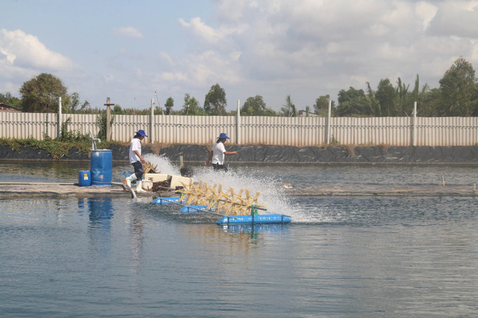 Nuôi tôm thâm canh ở huyện Tân Phú Đông (Tiền Giang). Ảnh: Minh Trí - TTXVN Tiền Giang phát triển nuôi hải sản ven biển ảnh 1