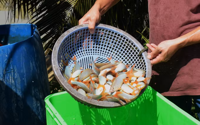 Nuôi cá chạch lấu kết hợp với cá heo mang lại hiệu quả kinh tế cao ở Đồng Tháp ảnh 1