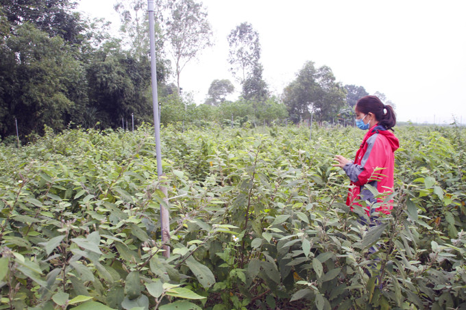 Diện tích cây dược liệu tại huyện Cam Lộ (Quảng Trị). Ảnh: Hồ Cầu - TTXVN Quảng Trị hỗ trợ phát triển sản xuất đối với kinh tế tập thể, hợp tác xã ảnh 1