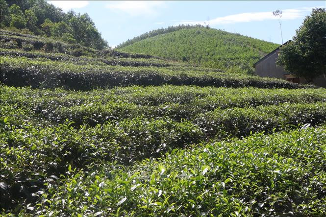 Hợp tác xã chè xanh Thanh Đức mong muốn các ban ngành hỗ trợ về khâu tiêu thụ, quảng bá sản phẩm. Ảnh: Bích Huệ - TTXVN Nghệ An: Mở hướng mới cho tiêu thụ sản phẩm OCOP ảnh 1