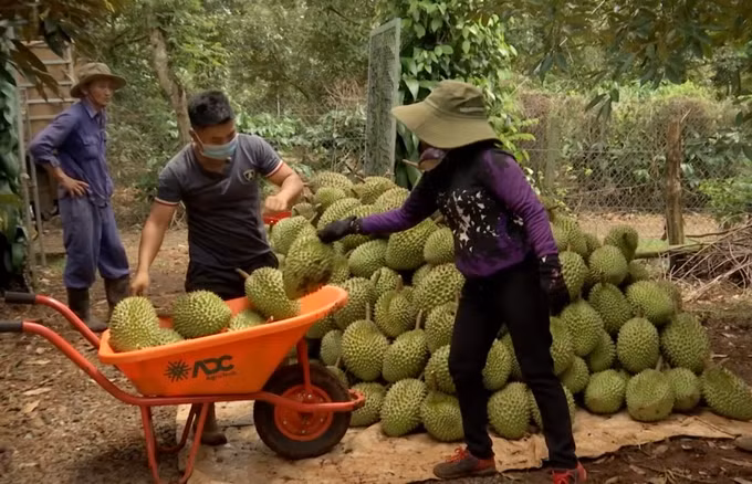 Đắk Lắk: Chủ động các giải pháp thu hoạch và tiêu thụ sầu riêng ảnh 1