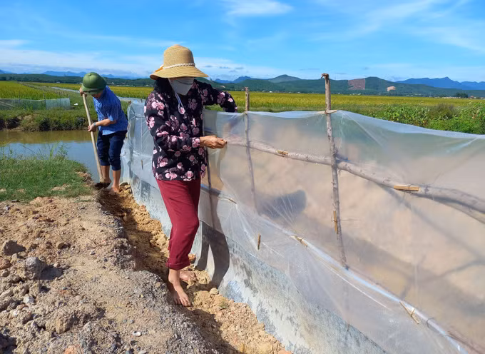 Ngăn chặn nạn chuột phá hại lúa Hè Thu ảnh 1