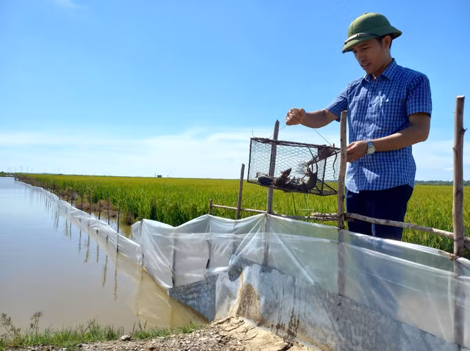 Ngăn chặn nạn chuột phá hại lúa Hè Thu ảnh 5
