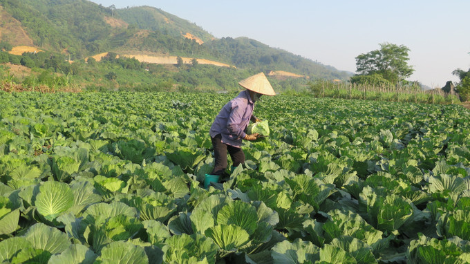Nông dân thôn Giao Ngay, xã Thống Nhất, thành phố Lào Cai thu hoạch cây trồng vụ đông. Ảnh: Hương Thu-TTXVN "Đôi cánh" cho phát triển nông nghiệp hàng hóa Lào Cai ảnh 1
