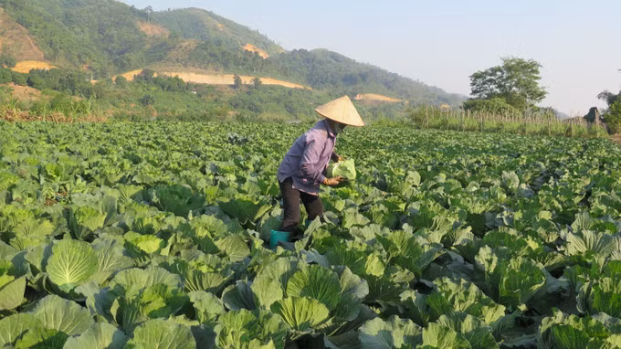 "Đôi cánh" cho phát triển nông nghiệp hàng hóa Lào Cai ảnh 1