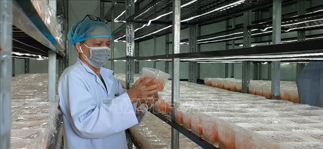 Phòng nuôi cấy nấm Đông trùng hạ Thảo của Công ty TNHH Đông trùng hạ thảo Trung Nhân, địa chỉ tại xã Tân Hưng, thành phố Bà Rịa. Ảnh: Hoàng Nhị - TTXVN Bà Rịa-Vũng Tàu: Xây dựng, phát triển sản phẩm OCOP vùng miền ảnh 1
