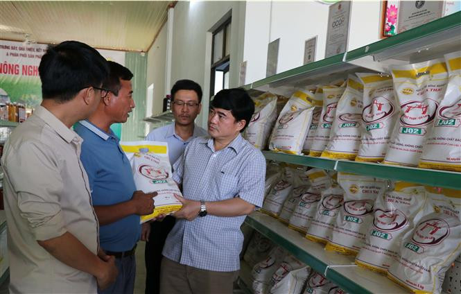 Gạo Phú Thiện ngày càng khẳng định vị thế trên thị thường thông qua kênh sản xuất, chế biến từ Hợp tác xã nông nghiệp Chư A Thai. Ảnh: Hồng Điệp - TTXVN Gia Lai khuyến khích phát triển thương mại miền núi ảnh 2