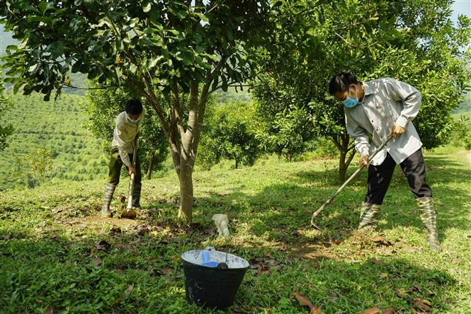 Công nhân Công ty Cổ phần Macadamia Ðiện Biên chăm sóc vườn cây mắc ca. Ảnh: Xuân Tư – TTXVN Triển vọng kinh tế từ cây mắc ca ở Điện Biên ảnh 3