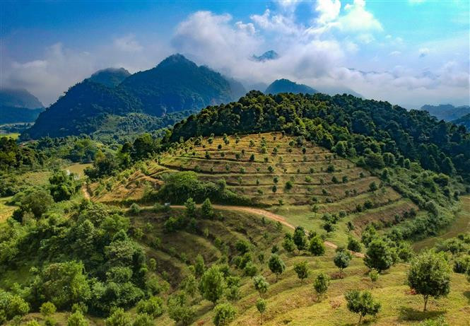Diện tích cây mắc ca trồng trên địa bàn huyện Tuần Giáo (Điện Biên). Ảnh: Xuân Tư – TTXVN Triển vọng kinh tế từ cây mắc ca ở Điện Biên ảnh 1