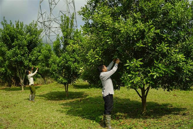 Cắt tỉa cành mắc ca. Ảnh: Xuân Tư – TTXVN Triển vọng kinh tế từ cây mắc ca ở Điện Biên ảnh 2
