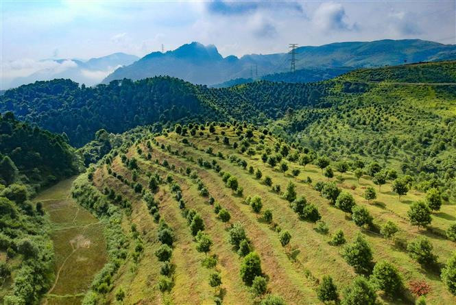 Diện tích trồng cây mắc ca tại xã Quài Nưa, huyện Tuần Giáo (Điện Biên). Ảnh: Xuân Tư – TTXVN Triển vọng kinh tế từ cây mắc ca ở Điện Biên ảnh 5