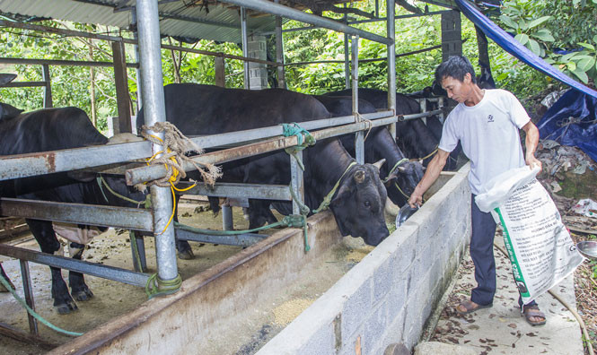 Mô hình nuôi bò 3B của ông Hoàng Văn Thế, ở xóm Thành Tiến (Tràng Xá, Võ Nhai). Ảnh: baothainguyen.vn Nuôi bò thịt 3B - Hướng đi mới trong phát triển kinh tế tại huyện miền núi Võ Nhai ảnh 1