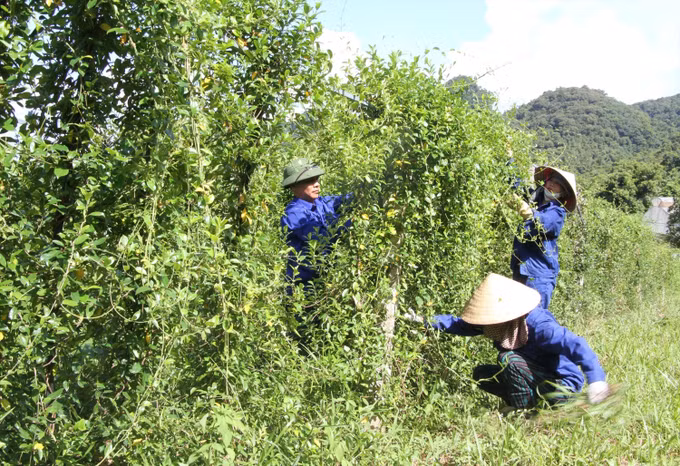 Triển vọng phát triển cây dược liệu trên vùng đất phía Tây Nghệ An ảnh 3