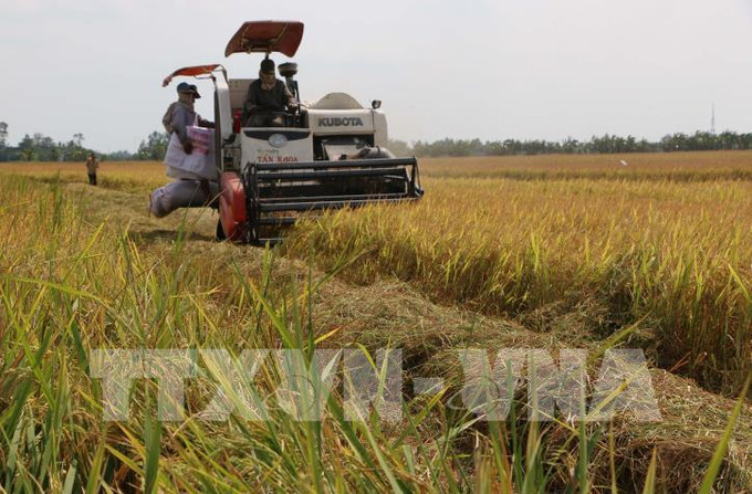 Thu hoạch lúa. Ảnh : Duy Khương Liên kết sản xuất và tiêu thụ giúp tăng lợi nhuận từ 3 - 4 triệu đồng/ha/vụ lúa ảnh 1