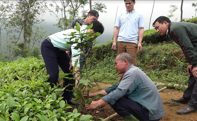 Cây mắc ca trồng xen chè ở xã Gia Hội, huyện Văn Chấn sinh trưởng khá nhanh. Nguồn: baoyenbai.com.vn Triển vọng từ mô hình trồng mắc ca xen cây chè ở Yên Bái ảnh 2