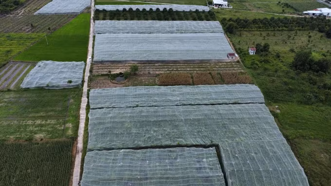 Gương Nông dân Việt Nam xuất sắc: Hành trình xây dựng thương hiệu cho cây táo ở Cam Thành Nam ảnh 2