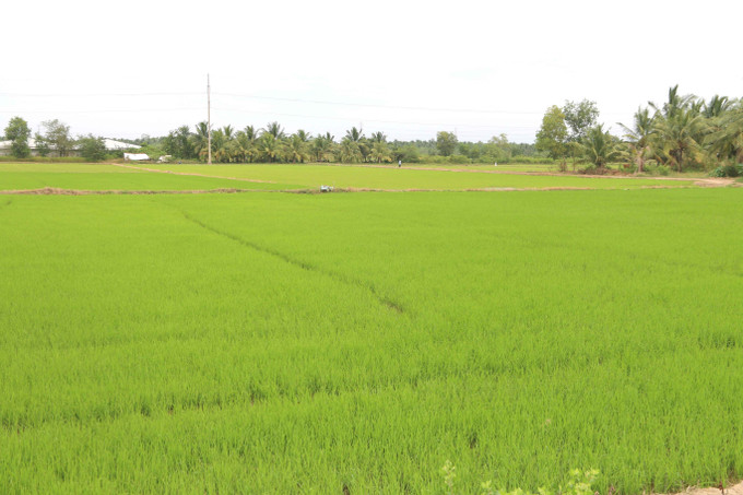 Cánh đồng lúa vụ Đông Xuân 2022-2023 ở huyện Châu Thành. Ảnh: Thanh Hòa- TTXVN Trà Vinh đặt mục tiêu giá trị sản xuất nông nghiệp tăng 500 tỷ đồng ảnh 2