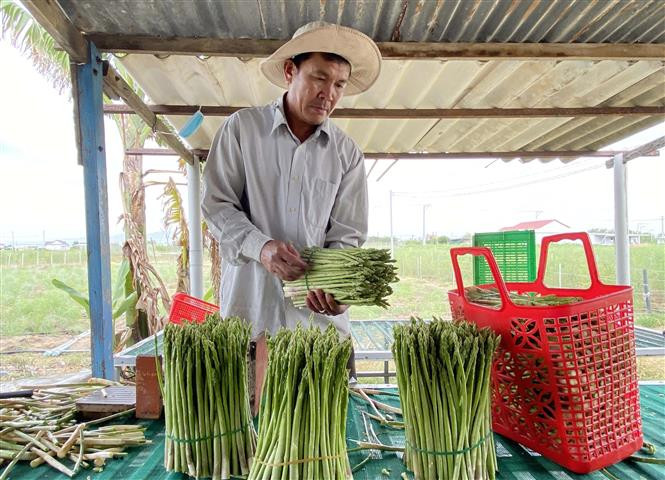 Ông Hùng Ky chuẩn bị đưa sản phẩm măng tây xanh sau thu hoạch ra thị trường tiêu thụ. Ảnh: Công Thử - TTXVN Ông Hùng Ky làm giàu, phủ xanh vùng đất “cát bay, cát nhảy” bằng mô hình trồng măng tây xanh ảnh 3
