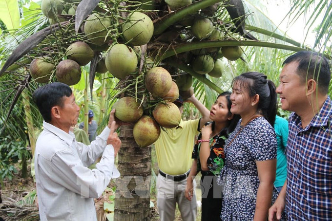 Chủ vườn giới thiệu dừa sáp với khách du lịch.Ảnh :Thanh Hòa Xây dựng vùng nguyên liệu dừa hữu cơ đạt chuẩn quốc tế ảnh 1