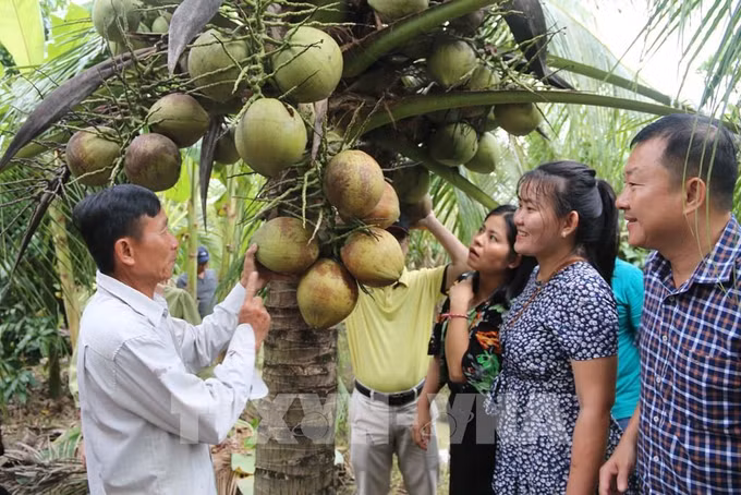 Xây dựng vùng nguyên liệu dừa hữu cơ đạt chuẩn quốc tế ảnh 1