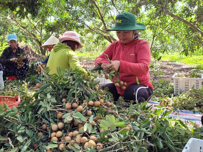 Thu hoạch nhãn tại Hợp tác xã Dịch vụ Nông nghiệp Nhân Tâm, huyện Xuyên Mộc. Đây là vùng trồng đã được cấp mã số và sản phẩm nhãn được xuất khẩu theo đường chính ngạch sang Trung Quốc và Nhật Bản. Ẩnh: Hoàng Nhị - TTXVN. Cấp mã vùng trồng - Cơ hội mới cho xuất khẩu nông sản của Bà Rịa-Vũng Tàu ảnh 1