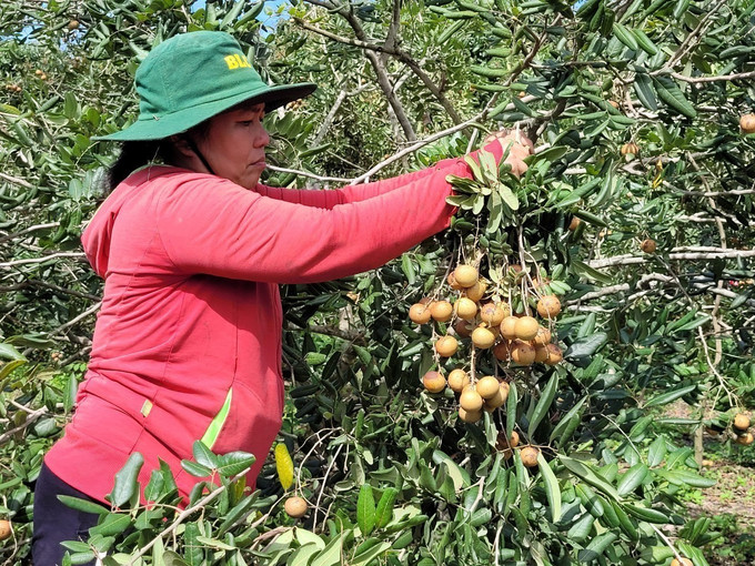 Thu hoạch nhãn tại Hợp tác xã Dịch vụ Nông nghiệp Nhân Tâm. Hiện hợp tác xã có 29,5ha/18 hộ, sản lượng 200 tấn/năm được cấp mã vùng trồng và được xuất khẩu đi Nhật Bản và Trung Quốc. Ảnh: Hoàng Nhị - TTXVN Cấp mã vùng trồng - Cơ hội mới cho xuất khẩu nông sản của Bà Rịa-Vũng Tàu ảnh 3