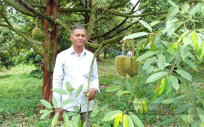 Sầu riêng VietGAP ở xã Minh Hưng (huyện Bù Đăng). Ảnh: danviet.vn Ứng dụng khoa học công nghệ nâng cao giá trị cây sầu riêng ở Bình Phước ảnh 1