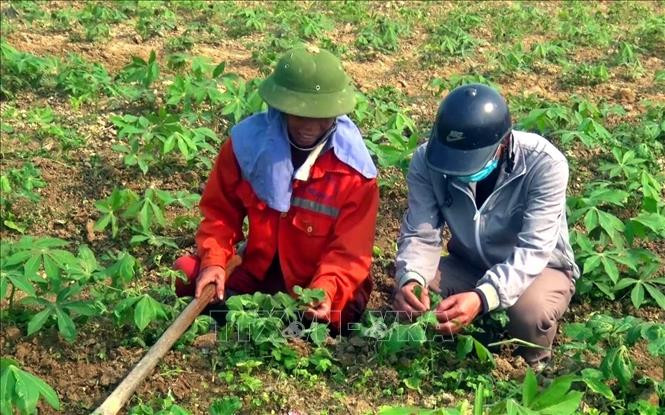 Cây sắn phát triển lên trên mặt đất khoảng 15- 20 cm khi bị nhiễm bệnh khảm lá khiến lá bị xoắn, cây còi cọc, phát triển chậm, cho năng suất thấp. Ảnh: Tá Chuyên - TTXVN Nghệ An có trên 3.600 ha sắn nhiễm bệnh khảm lá ảnh 3