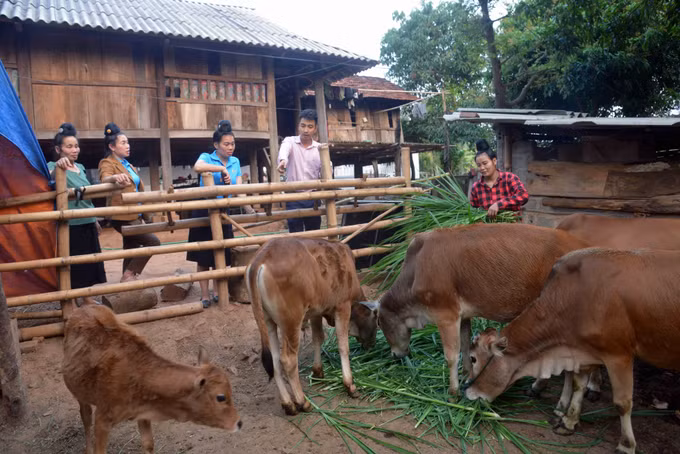 Sơn La: Vốn chính sách thành điểm tựa cho phụ nữ vùng cao ảnh 2