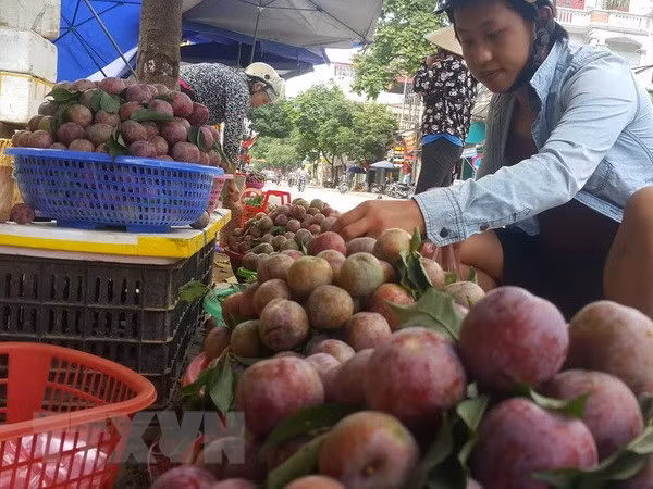 Lào Cai giải bài toán tiêu thụ nông sản giữa bão dịch COVID-19 ảnh 1