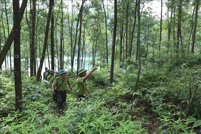 Chi cục Kiểm lâm tỉnh Bắc Giang phối hợp với lực lượng chuyên trách Ban quản lý rừng phòng hộ Sơn Động tổ chức đi tuần tra bảo vệ rừng. Ảnh: Vũ Sinh - TTXVN Bổ sung quy định tiêu chí thành lập Chi cục, Phòng ảnh 1