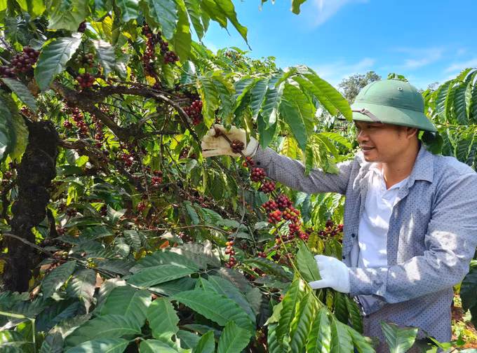 Gia Lai: Nguyễn Hân Coffee Farm - thay đổi tư duy sản xuất cà phê ảnh 1