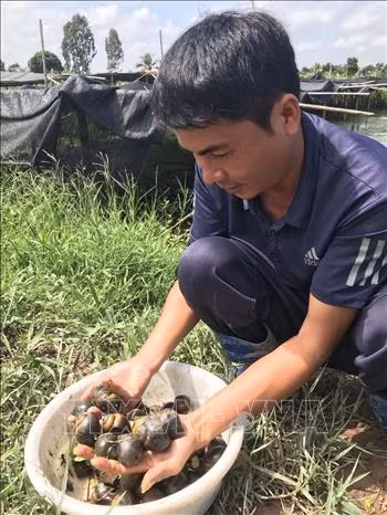 Anh Nguyễn Văn Hưởng nuôi ốc thương phẩm có hiệu quả kinh tế cao ảnh 3