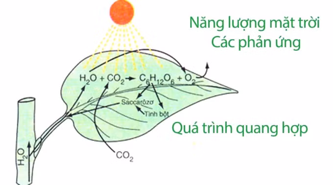 Nghiên cứu mới giúp tạo đột phá tăng năng suất cây trồng ảnh 1