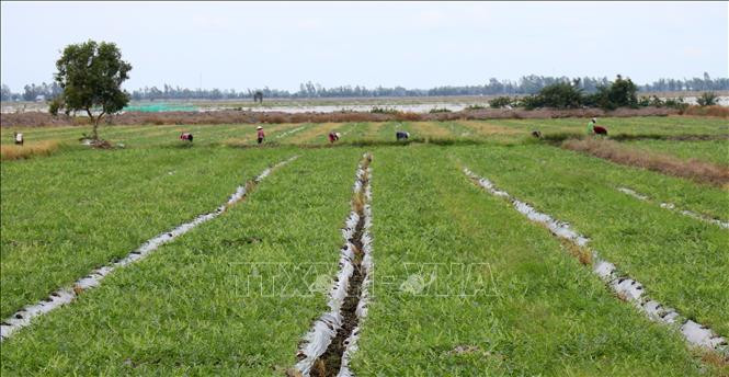 Ruộng dưa hấu đang phát triển tốt ở xã Mỹ Thái, huyện Hòn Đất (Kiên Giang). Ảnh: Lê Huy Hải - TTXVN Kiên Giang chuyển đổi trên 32.800 ha đất lúa kém hiệu quả sang cây trồng có giá trị ảnh 1