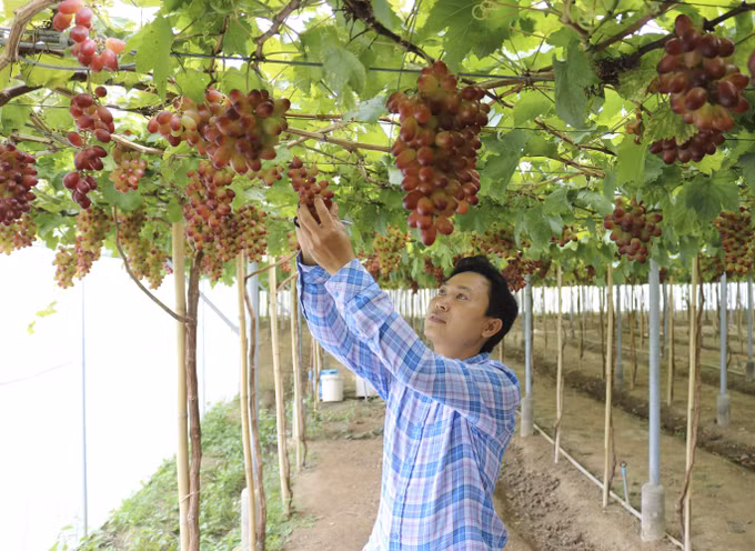Ninh Thuận chính thức phát triển hai giống nho mới có nhiều ưu điểm vượt trội ảnh 2