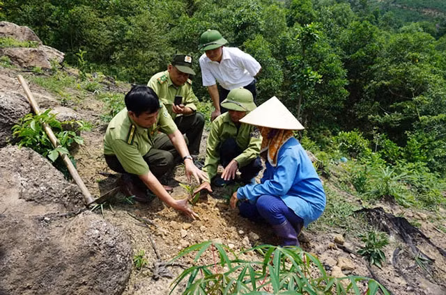 Thái Nguyên hướng tới phát triển kinh tế rừng bền vững ảnh 1