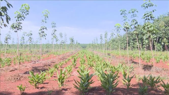 Tỉnh Bình Phước cảnh báo tình trạng vay nặng lãi, lừa đảo cầm cố đất, bán đất vùng đồng bào dân tộc thiểu số trên địa bàn. Ảnh: TTXVN Ngăn chặn bán điều non, "tín dụng đen" trong vùng đồng bào dân tộc thiểu số tỉnh Bình Phước ảnh 2