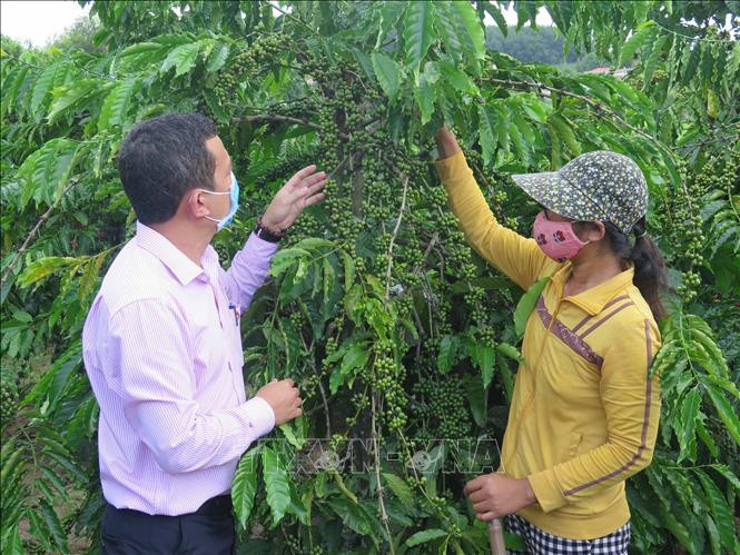 Gia đình chị Y Kum (thôn 4, xã Đăk La, huyện Đăk Hà) đã thoát nghèo năm 2017 nhờ vay vốn tín dụng chính sách để trồng cà phê. Ảnh: Dư Toán – TTXVN Vốn tín dụng chính sách góp phần giảm nghèo ở Kon Tum ảnh 2