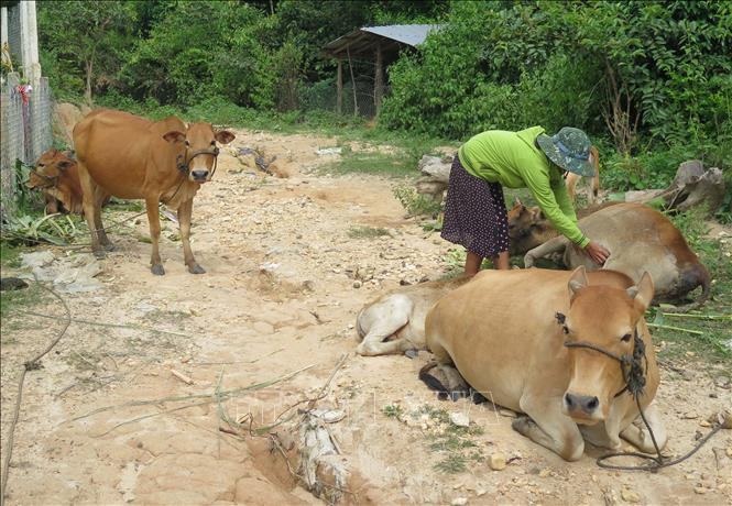 Gia đình chị Y Mên (xã Đăk BLà, thành phố Kon Tum) đã thoát nghèo nhờ vay vốn Ngân hàng Chính sách xã hội để đầu tư chăn nuôi bò. Ảnh: Dư Toán – TTXVN Vốn tín dụng chính sách góp phần giảm nghèo ở Kon Tum ảnh 3