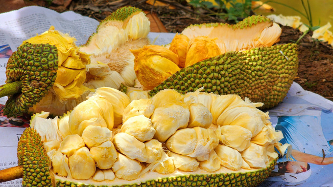 Hiện anh Nguyễn Hữu Khang đã lai tạo thành công 3 loại mít sầu riêng có ruột khác nhau là mít sầu riêng ruột hồng, kem và vàng. Ảnh: Thu Hiền - TTXVN Anh Nguyễn Hữu Khang lai tạo thành công giống mít hương vị sầu riêng ảnh 2