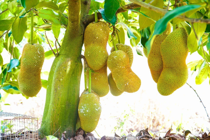 Giống mít sầu riêng trồng khoảng 18 tháng cây sẽ bắt đầu cho trái. Mỗi cây có thể cho khoảng 20 trái, với trọng lượng trung bình từ 2,5 – 3kg/trái. Ảnh: Thu Hiền - TTXVN Anh Nguyễn Hữu Khang lai tạo thành công giống mít hương vị sầu riêng ảnh 3