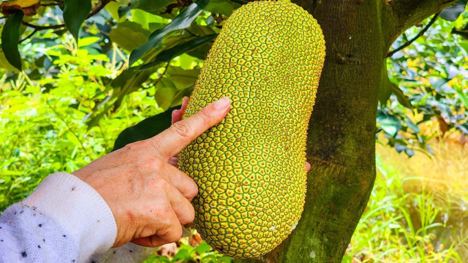 Khi chín, gai của mít sầu riêng không nhọn như các giống mít khác mà dẹp, mắt gai to và thưa. Hình dáng quả giống với mít giống Đài Loan. Ảnh: Thu Hiền - TTXVN Anh Nguyễn Hữu Khang lai tạo thành công giống mít hương vị sầu riêng ảnh 4