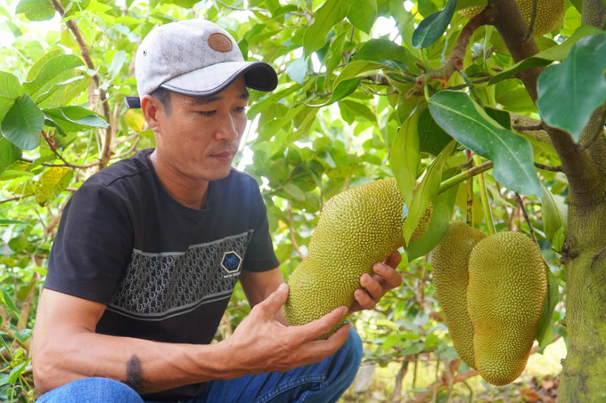 Anh Nguyễn Hữu Khang kiểm tra mít sầu riêng. Ảnh: Thu Hiền - TTXVN Anh Nguyễn Hữu Khang lai tạo thành công giống mít hương vị sầu riêng ảnh 1